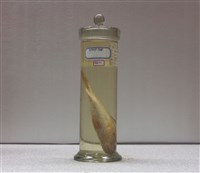 藏品(大頭白姑魚)的圖片